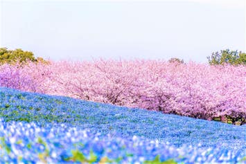 海の中道海浜公園