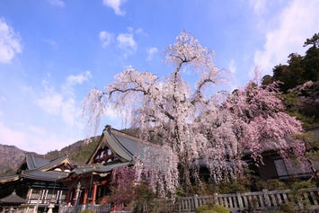 身延山久遠寺