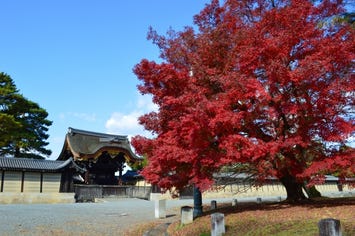 京都御苑