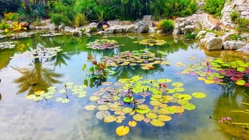 北川村「モネの庭」マルモッタン