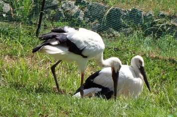 コウノトリの郷公園