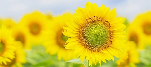 全国着 人気ランキング6 日帰り 季節の花、紅葉 バスツアー