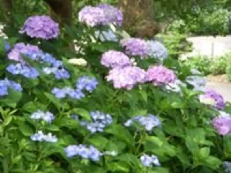 【富山県内発】 すごろく季節の花と寺社仏閣めぐり6月　第3回紫陽花　桂昌寺あじさい祭りと郡上八幡1