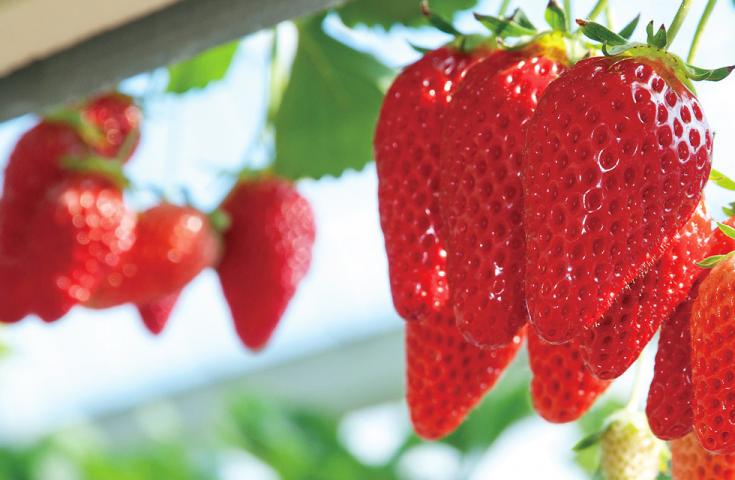 【早割30】[横浜発]春の恵み『いちご狩り』＆牡蠣や帆立等『海鮮浜焼き』食べ放題♪富士山を望む三島スカイウォークや沼津でお買い物&食べ歩き等お楽しみの日帰りバスツアー！1