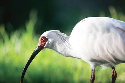 【高松空港発着/2泊目吉田家プラン】神秘の離島 佐渡島3日間　世界文化遺産にも訪れる幻想的な島旅へ