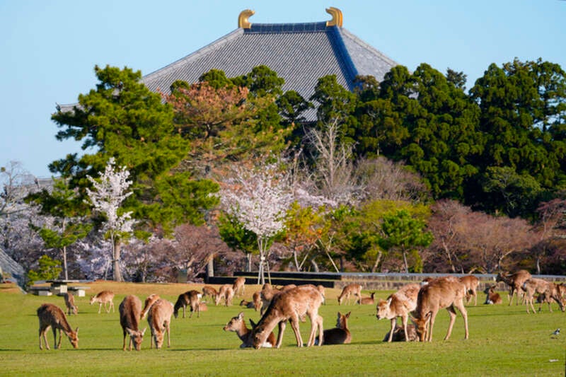 【富山・石川発】 JR北陸新幹線＆サンダーバードと近鉄特急で行く！　第78回　正倉院展　と　秋色の奈良公園散策　日帰り1