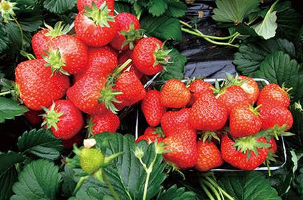 *(四条大宮・京都)「フェリーチェ」いちご狩り食べ放題とホテルピアザびわ湖ランチブッフェ登り窯カフェ滋賀日帰り　滋賀県最大級大人気いちご農園「フェリーチェ」ブランドいちご狩り30分間思う存分食べ放題