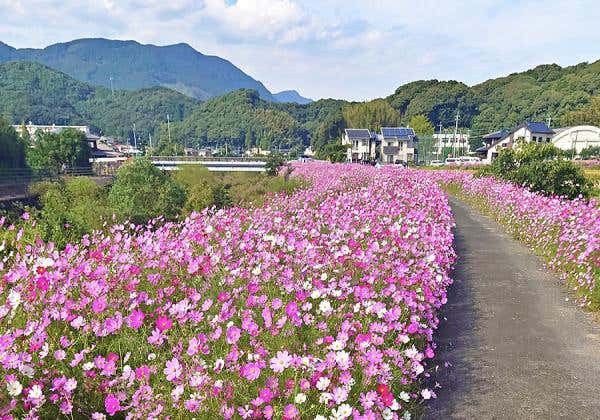 三川内コスモスロードと1度に2つ楽しめる観光地めぐりと絶景の南欧風リゾートホテルでランチバイキング2