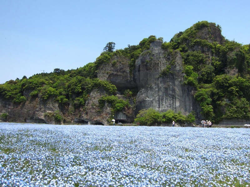 【大分・かんたん・北浜・別府発】 かつてココには鉄道が通っていた！春の耶馬渓手ぶらdeネモフィラウォーク 日帰り1