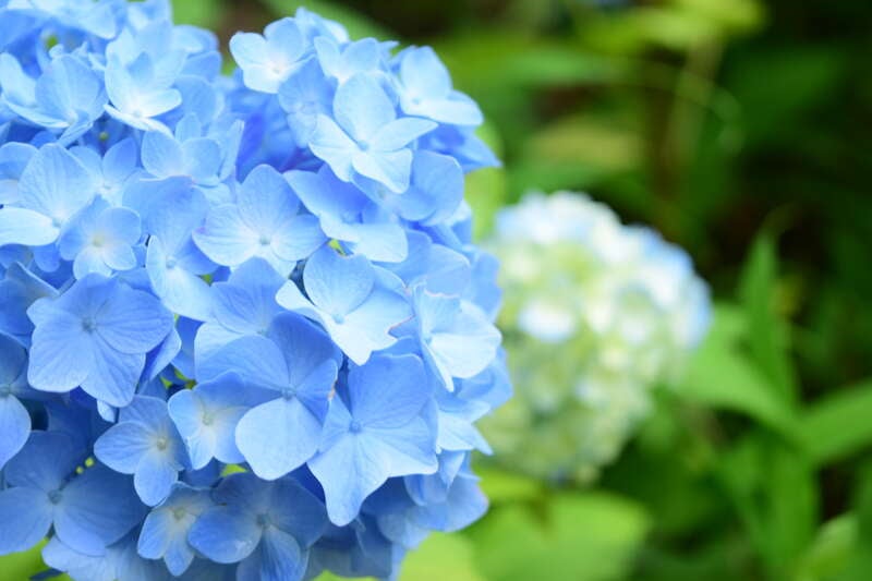 【泉州地区発】 丹波フルーツフラワーフェスティバル！ さくらんぼ＆メロン2種食べ放題と初夏の3つの花景色　日帰り3