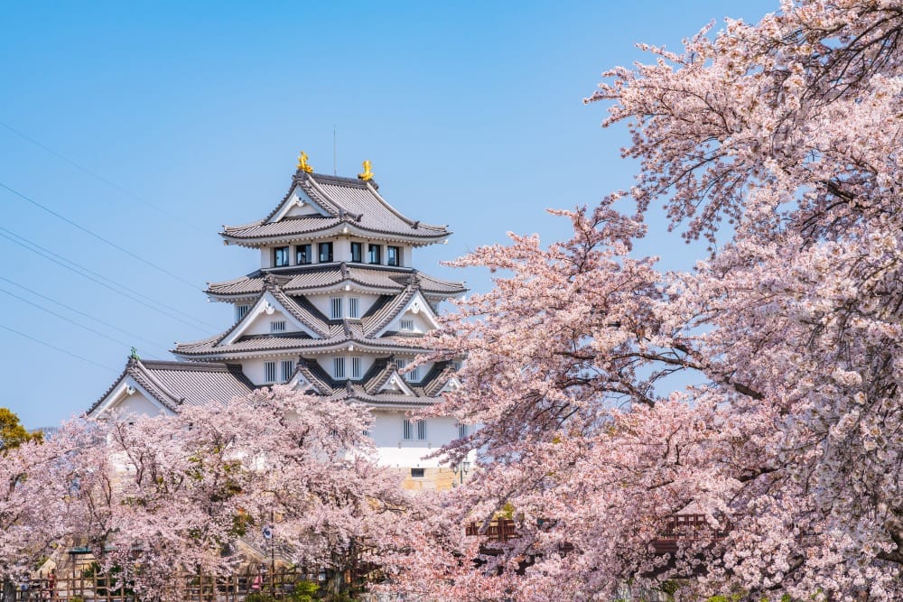 【富山県内発着】春爛漫！！ネモフィラと岐阜公園の桜～岐阜城・うなぎのご昼食～1