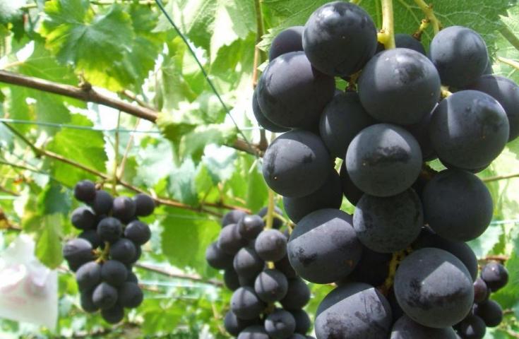 【早割30】[新宿発]ぶどうの王様『巨峰狩り』食べ放題＆『桔梗信玄餅詰め放題』体験！富士山を望む季節の花々鑑賞や本格ワインセラーで試飲体験等、人気の山梨日帰りバスツアー1