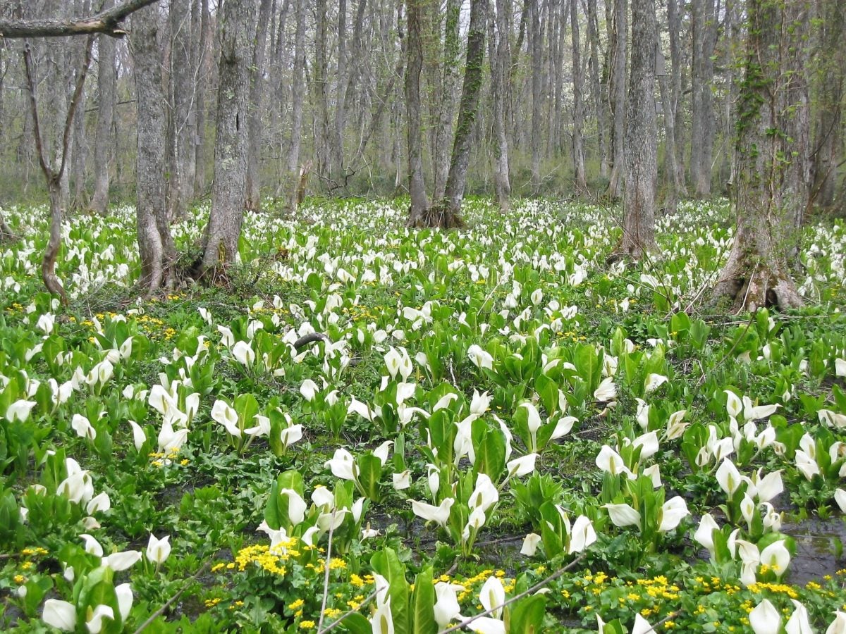 【富山県内発着】ミズバショウの戸隠・善光寺とシャトレーゼホテルのランチビュッフェ1