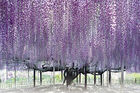 【往復新幹線/1泊目甲斐路】ネモフィラ・大藤・芝桜 3つの春彩絶景をめぐる3日間　＊＿ ＿阪急交通社貸切富士芝桜まつり閉園後ライトアップ＿ ＿＊2