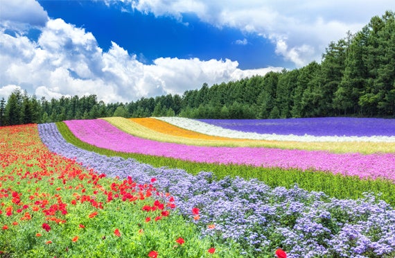 札幌市内発★全日催行決定★ グリーンシーズン到来♪旭山動物園、青い池、ファーム富田人気スポットを巡る♪旭川・富良野・美瑛欲張りプラン2