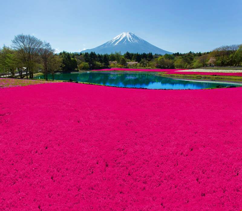 【富山県内発】 富士芝桜まつり　と　富士五湖　花めぐり　八ヶ岳・清里　甲州「石和温泉」２日間1