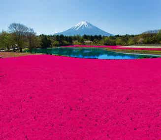 【富山県内発】 富士芝桜まつり　と　富士五湖　花めぐり　八ヶ岳・清里　甲州「石和温泉」２日間