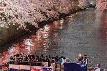 【圧巻の約８００本の目黒川桜回廊🌸を約７０分のクルーズ！/天王洲発】船に覆いかぶさるような”目黒川桜🌸のトンネル”をオープン船から観賞！約８００本の目黒川桜回廊お花見クルーズ2