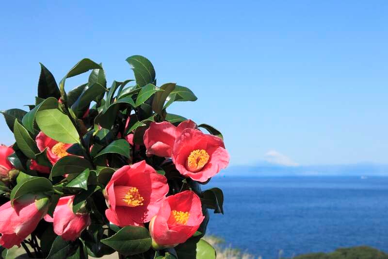 【三沢空港発】 椿咲く伊豆大島に泊まる！ぐるっと大島大周遊  　3日間2