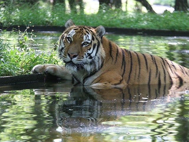 ■【静岡】＜ガイド付！＞富士サファリパークでスタッフと一緒にサファリゾーンを巡る特別なツアー♪いちご狩り食べ放題＆伊豆御膳の昼食付1