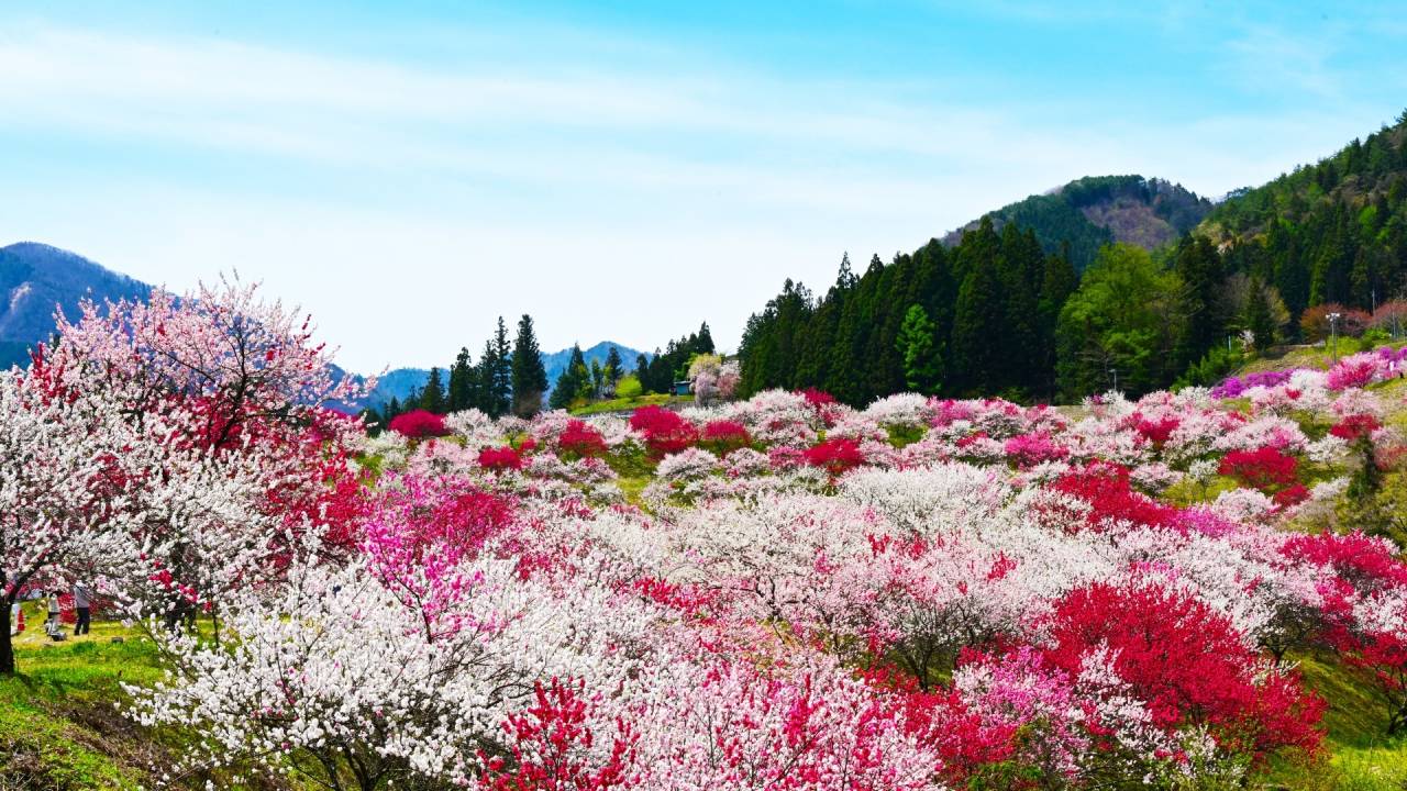 近鉄特急で行く！日本一の桃源郷！南信州「花桃の里」と「そらさんぽ天竜峡」【大阪難波・大阪上本町・鶴橋・大和八木発】2