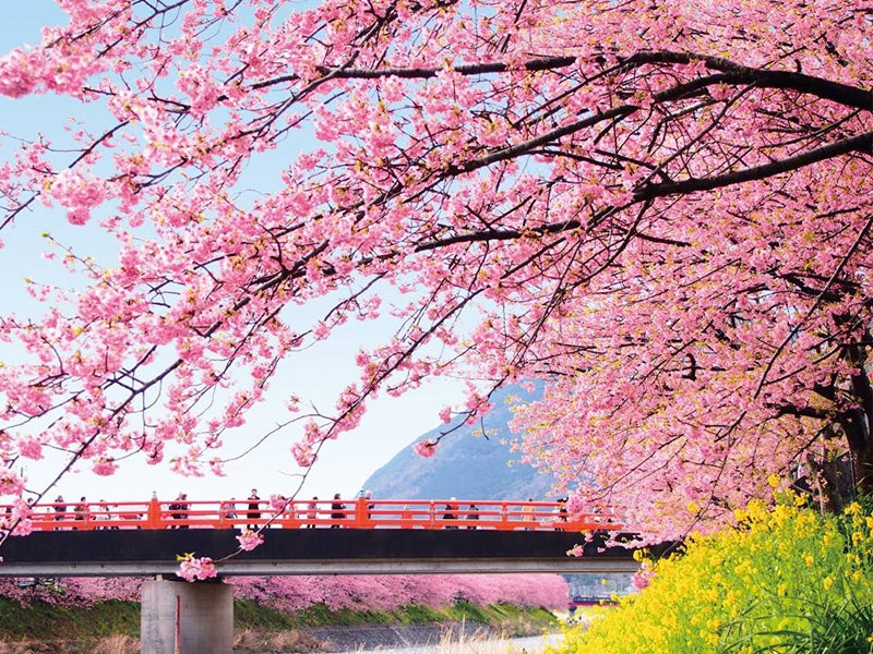 🔥催行確定2/21・22🔥【新宿発】4,000円台～ぶっとび格安✨日本有数の早咲き桜🌸「河津桜まつり」たっぷり120分！約850本の桜をゆったり鑑賞＆伊豆フルーツパークでお買い物🍓1