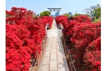 【金山駅南口発】〔遊山〕＊ 日帰り昼食付＊『錦水亭のたけのこづくし会席と長岡天満宮のキリシマツツジ』2