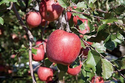 ＜極＞八甲田ホテルにゆっくり２連泊 八甲田山の樹氷を鑑賞する年末年始 ３日間　八甲田の美しい白銀の世界に訪れる