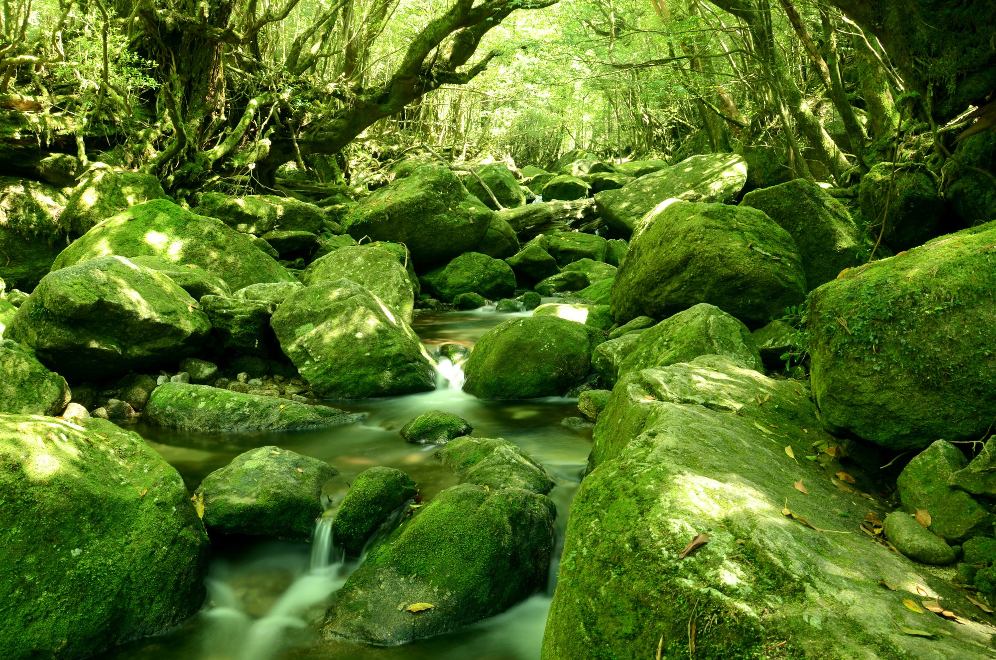 【仙台空港発】 《登山》世界遺産屋久島・感動の縄文杉登山３日間＊2