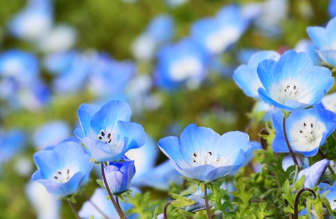催行決定あり★[新宿発]≪花三昧≫一面、青の絨毯！ひたち海浜公園で絶景「ネモフィラ」鑑賞&あしかがフラワーパークでライトアップされた大藤棚もご堪能！3