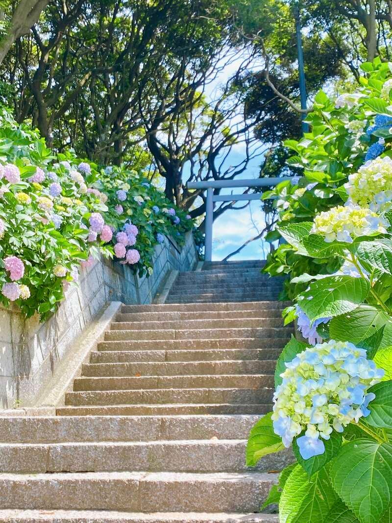 【東京都内発※町田を除く】 酒列磯前（さかつらいそさき）神社「あじさい詣」と「神秘の鳥居」大洗磯前神社　二社詣り ヨットハーバー眺める南欧風イタリアンレストラン　日帰り2