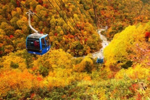 【Bルート上三川・下野・小山・佐野発着】一度は見たい！天空を彩る苗場の紅葉　ドラゴンドラ・田代ロープウェー【ホテルランチ付】3