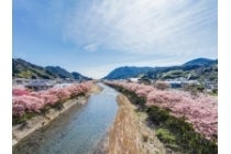 【春日井車庫・小牧発】＊１泊４食付＊『河津桜まつり　伊東温泉（ラヴィエ川良宿泊）』1