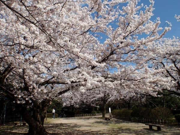 【富山県内発着】"今行ける能登"七尾の桜・隠れ家で食す海鮮ちらしと奥能登の旅（お買い物電子クーポン4000円分付き）1