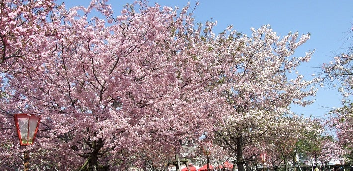 【宇部新川・新山口・防府発】 期間限定の一般公開！遅咲きの八重桜咲く広島造幣局 花のまわりみちと安芸の宮島名物いいとこどり 穴子・牡蠣あいがけ重の昼食　日帰り1