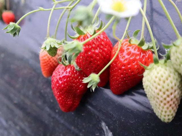 【青戸・松戸発】梅咲く筑波山と空中散歩！＆旬のいちご狩り〈いばらキッス〉＜コースNo.25-1125-D＞（京成トラベル）3