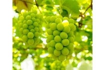 【刈谷・知立発】＊日帰り昼食付＊『山梨シャインマスカット狩り食べ放題とハンバーグランチ』1