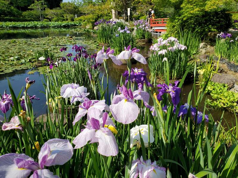 【A：小倉・黒崎・引野発】 3種のフルーツ食べ放題と絶景！青海島遊覧＆東行庵初夏の花めぐり　日帰り3