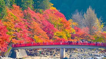 約4000本のモミジが色鮮やかに染まる！東海随一の紅葉「香嵐渓」と、桜と紅葉の競演「小原四季桜」【大阪難波・大阪上本町・鶴橋・大和八木発】