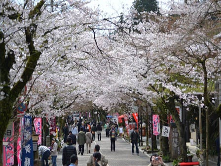 中部発　日帰り　春きらめく桜ミステリーツアー！3