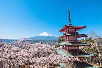 【約50種の御殿場高原ランチバイキング&6種の地ビール飲み放題!/横浜発】絶景の富士山🗻と新倉山浅間公園&約200本の河口湖さくら回廊🌸