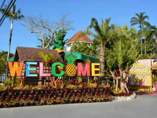 ◎【那覇・北谷・恩納村発/北部観光】ラド美ら海号（美ら海水族館入館券なし）『沖縄1日観光バスツアー』8箇所より乗降車可能！★「万座毛」→「沖縄美ら海水族館(水族館入館券は含まれません)」→「古宇利島」→「ナゴパイナップルパーク」→「御菓子御殿」★￥5,600～￥5,900★3