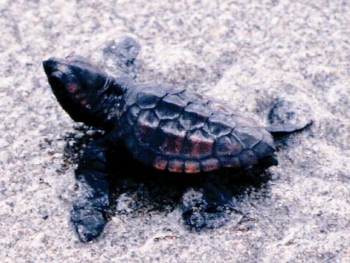 【名古屋発】家族で体験！赤ちゃん海がめ放流と珍しい生き物がいっぱいの大人気竹島水族館2