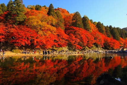 【富山県内発着】紅葉の香嵐渓と小原四季桜