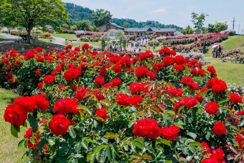 【岩手県内発】 山形ぶどう狩り・シャインマスカット皿盛り食べ放題と東沢バラ公園　日帰り3