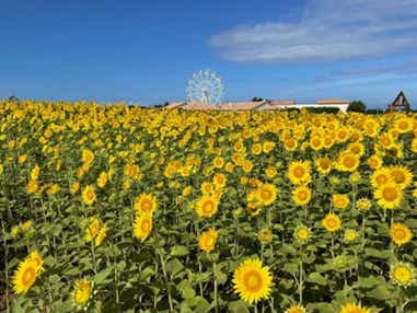【神奈川県内・町田発】 夏真っ盛り!10万本のひまわり畑ソレイユの丘と 東京湾の無人島猿島上陸!