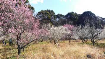 【博多発】 本場日本海で味わう紅ズワイガニ姿盛りを含む全８品カニづくしと東行庵紅白梅めぐり　日帰り