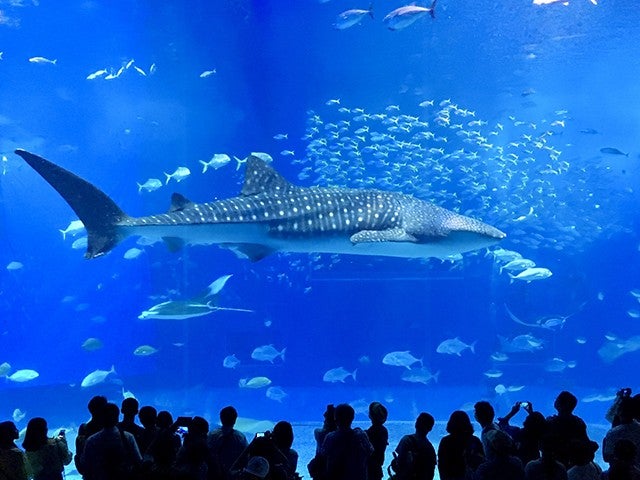 ■【那覇出発/バスガイド付き】★沖縄美ら海水族館入館券付き★沖縄北部の人気観光スポットを巡る日帰りバスツアー♪ホテルは自由自在に組み合せ！チョイス4泊5日1