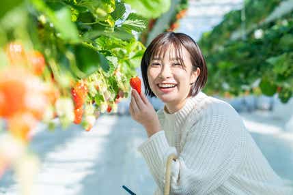 【京滋エリア発】 春うらら　伊勢神宮・内宮といちご狩り食べ放題・特選牛すき焼きランチ　日帰り