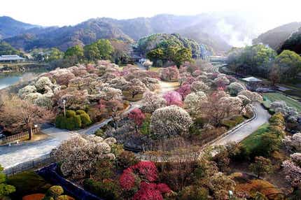【高知県内発】 日本庭園南楽園「梅まつりと座敷雛」、いちご狩りと宇和島鯛めし　日帰り
